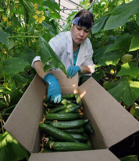 Work at Far East agricultural greenhouse