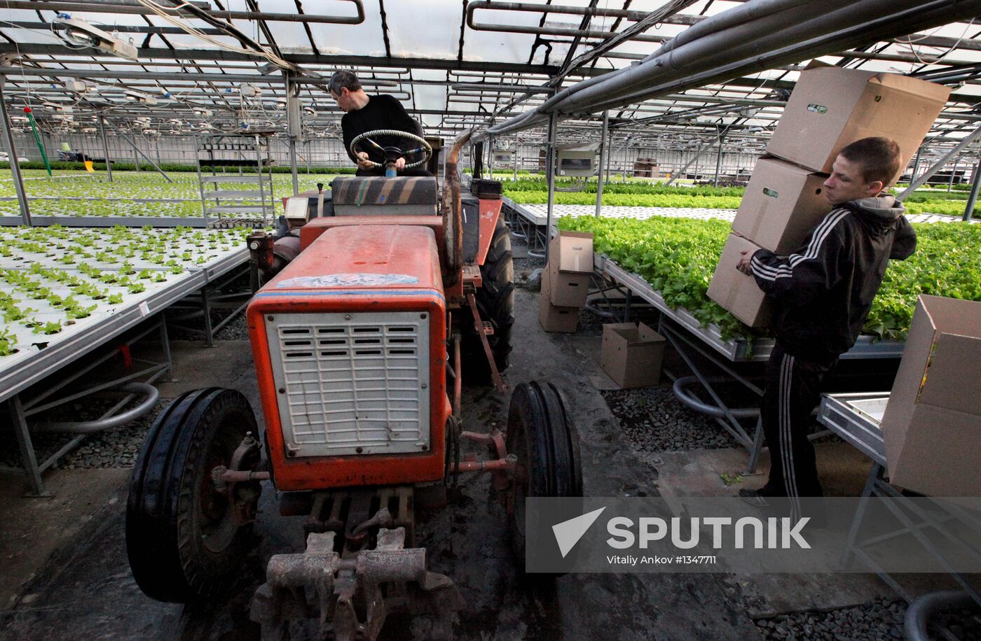 Work at Far East agricultural greenhouse