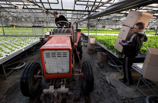 Work at Far East agricultural greenhouse