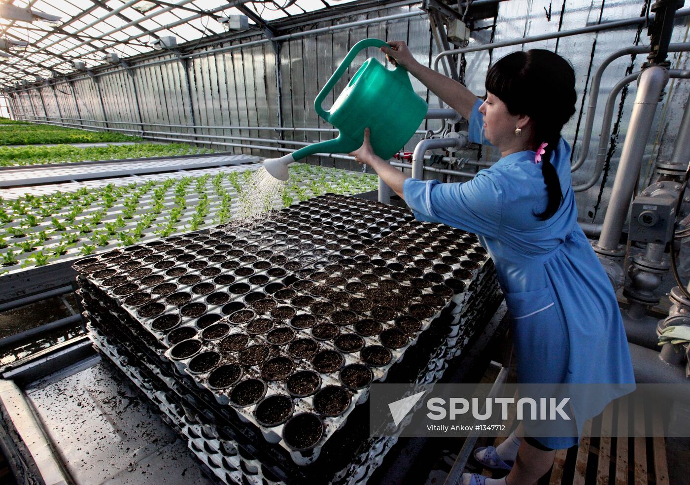 Work at Far East agricultural greenhouse