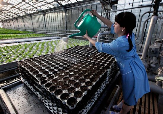 Work at Far East agricultural greenhouse