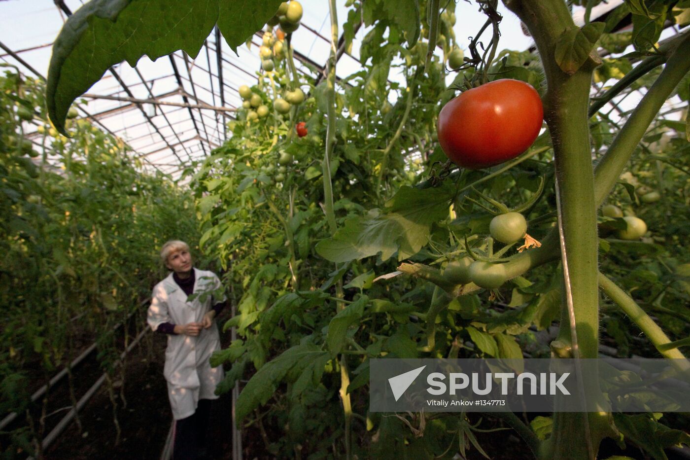 Work at Far East agricultural greenhouse