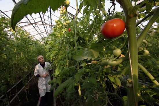 Work at Far East agricultural greenhouse