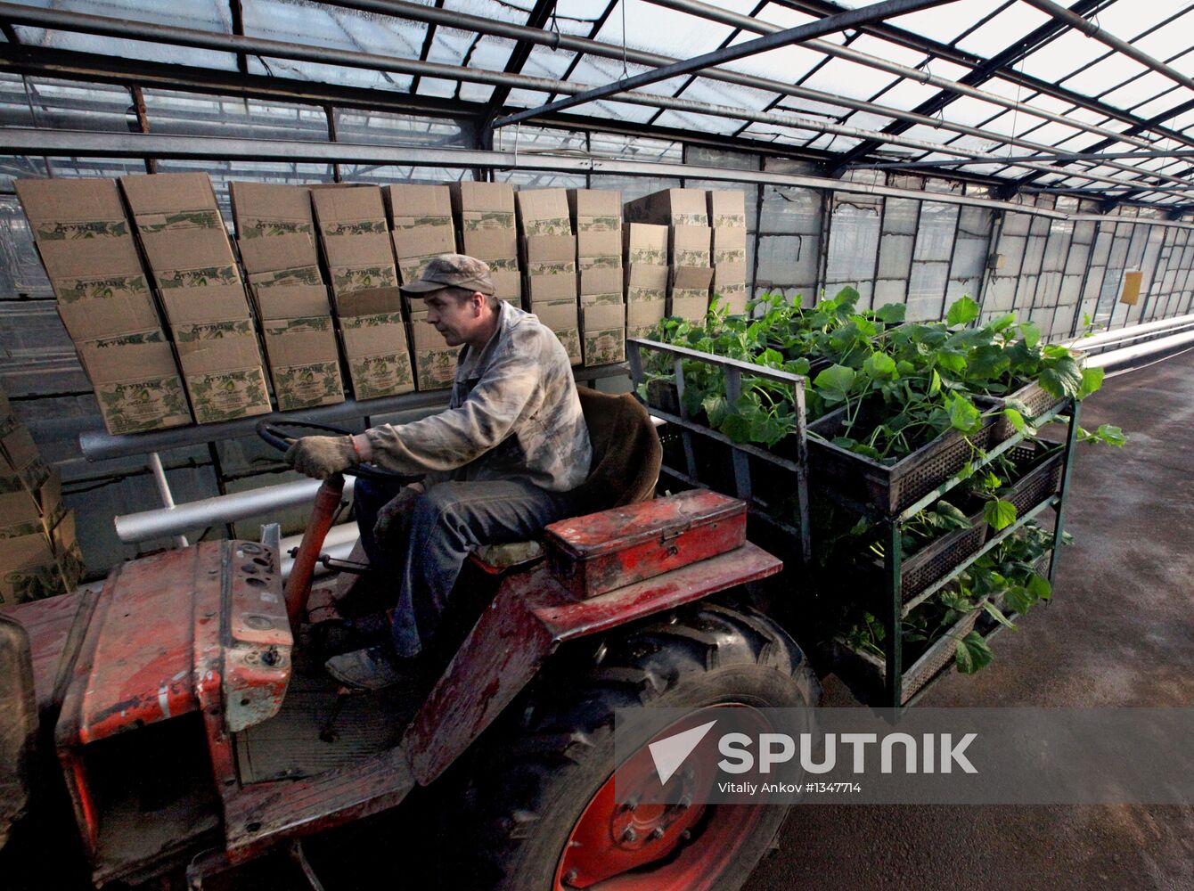 Work at Far East agricultural greenhouse