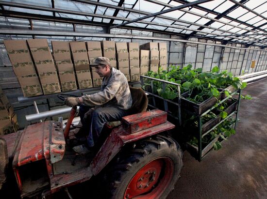 Work at Far East agricultural greenhouse