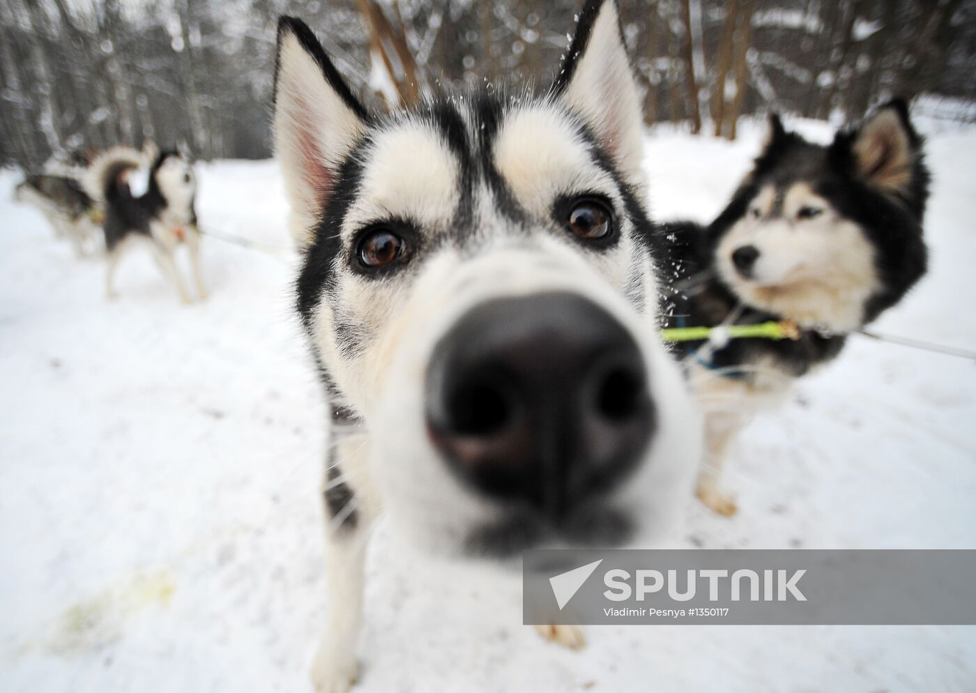 Sled dog patrol in Kuzminki Park