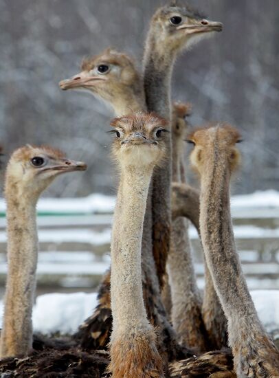 Ostrich farm in village of Kozishche, Belarus