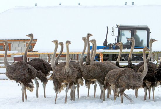 Ostrich farm in villlage of Kozishche, Belarus