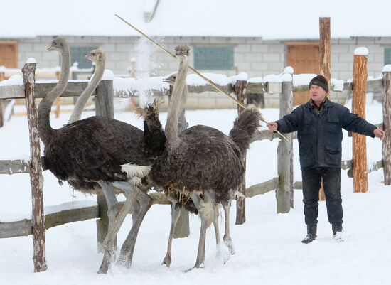 Ostrich farm in village of Kozishche, Belarus