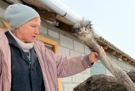 Ostrich farm in villlage of Kozishche, Belarus