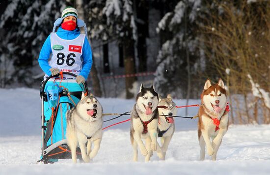 Zavirukha 2013 dog sled race