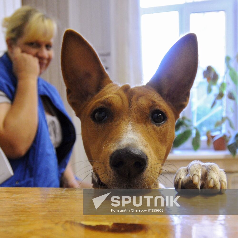 Basenji dog