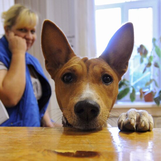 Basenji dog