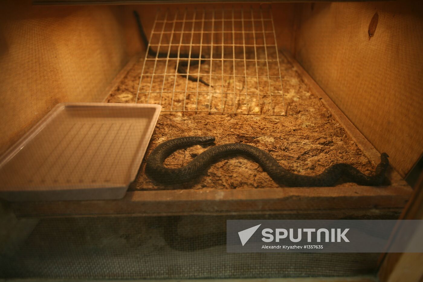 Work of Novosibirsk serpentarium