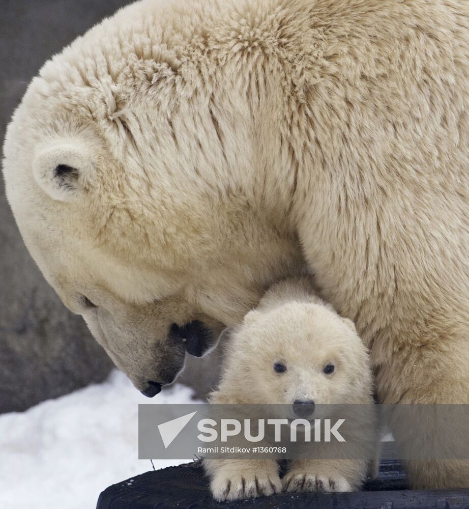 New-born polar bear cub with its mother