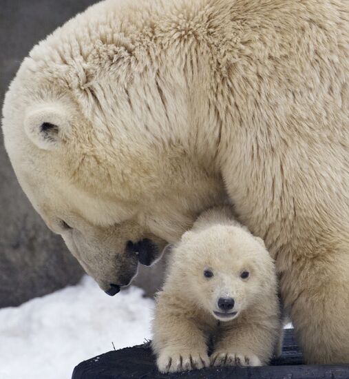 New-born polar bear cub with its mother