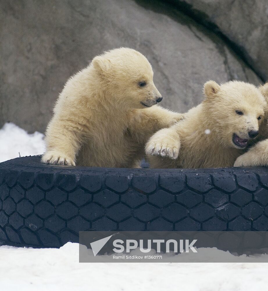 Polar bear cubs in Moscow Zoo