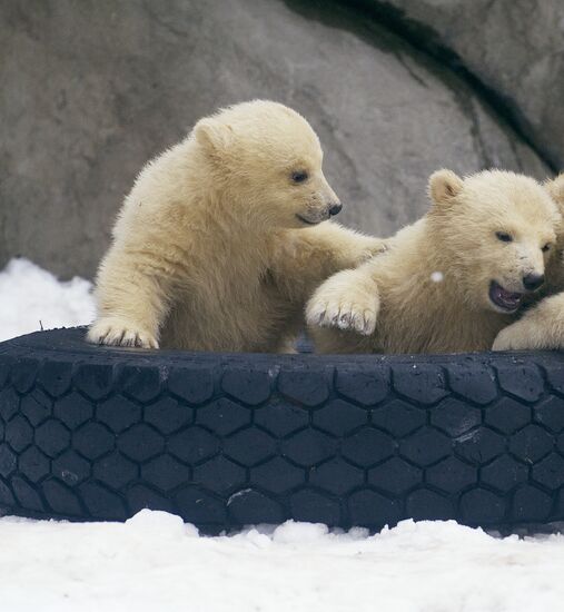 Polar bear cubs in Moscow Zoo