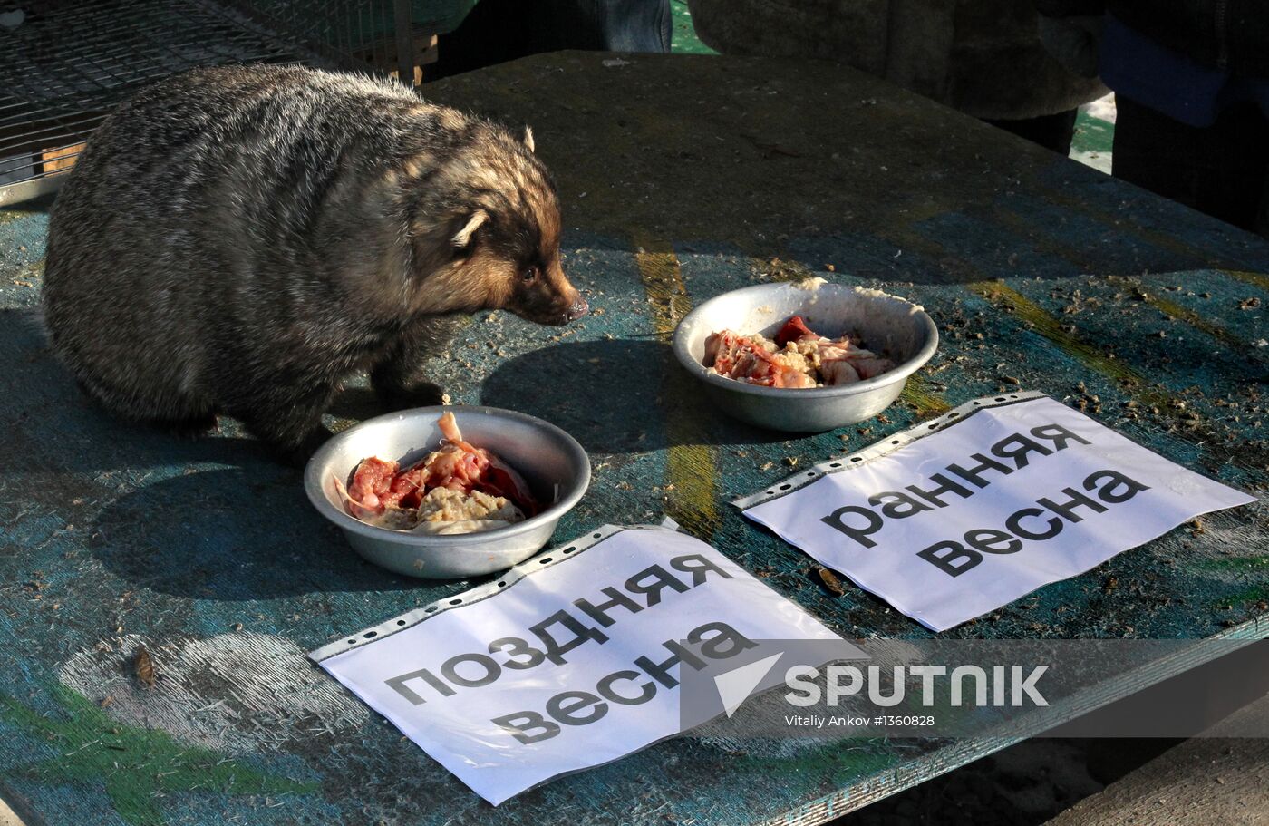 Animals give weather forecast on Groundhog Day