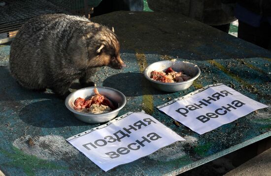 Animals give weather forecast on Groundhog Day