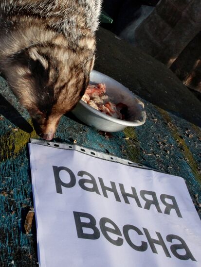 Animals give weather forecast on Groundhog Day