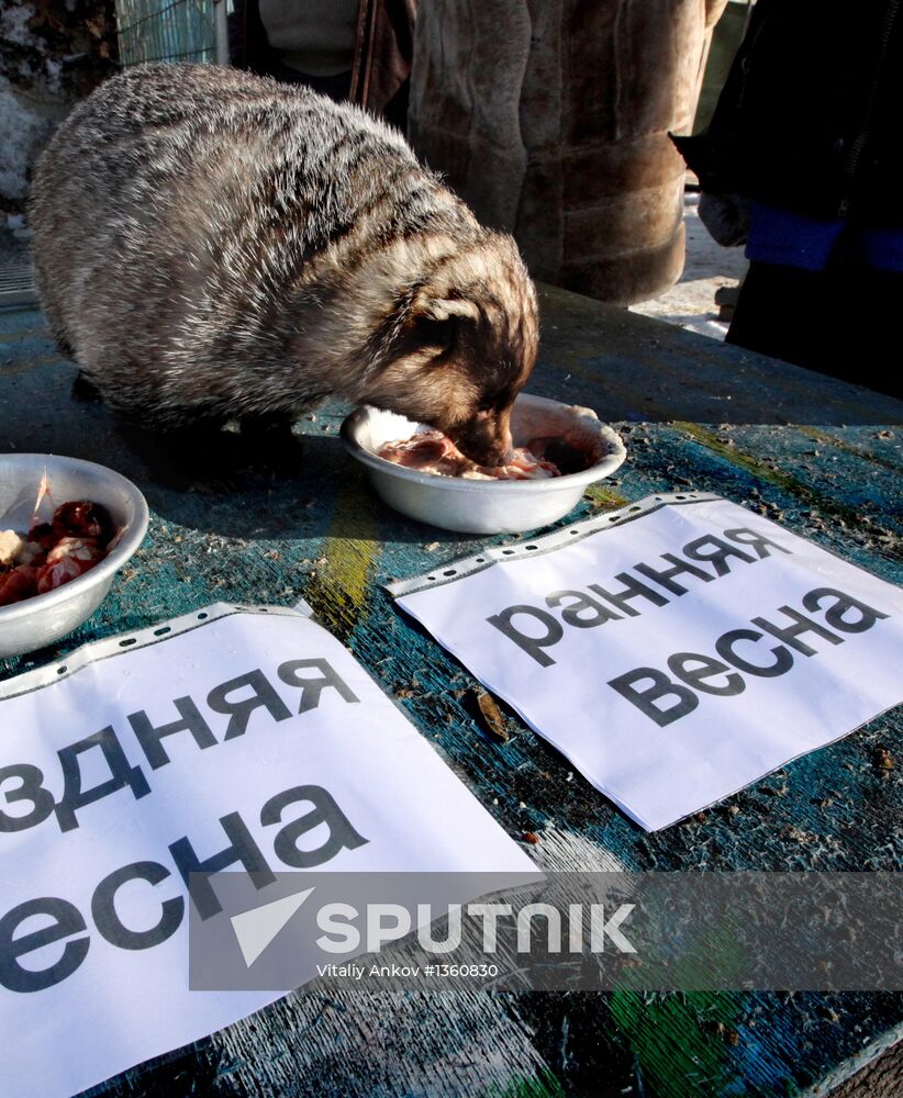 Animals give weather forecast on Groundhog Day