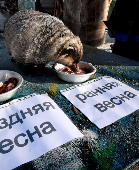 Animals give weather forecast on Groundhog Day