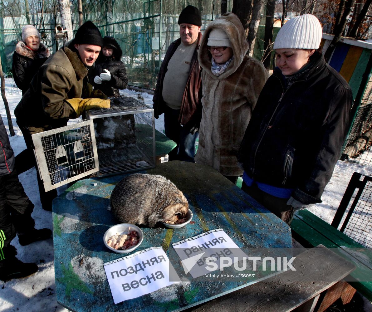 Animals give weather forecast on Groundhog Day