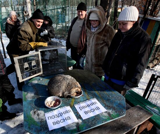 Animals give weather forecast on Groundhog Day