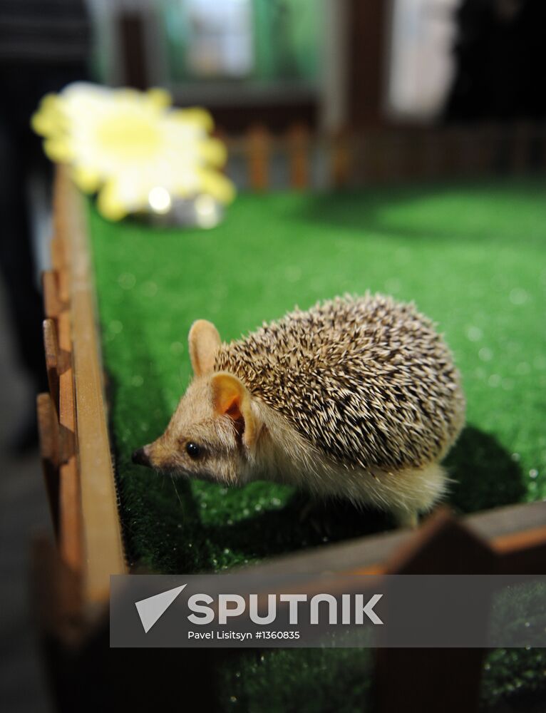 Animals give weather forecast on Groundhog Day