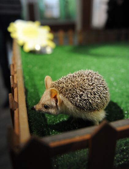 Animals give weather forecast on Groundhog Day