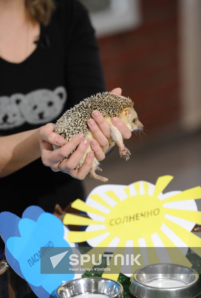 Animals give weather forecast on Groundhog Day