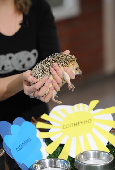 Animals give weather forecast on Groundhog Day