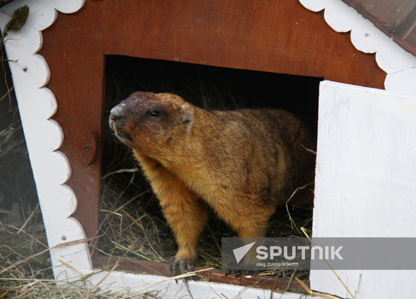 Animals give weather forecast on Groundhog Day