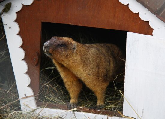 Animals give weather forecast on Groundhog Day