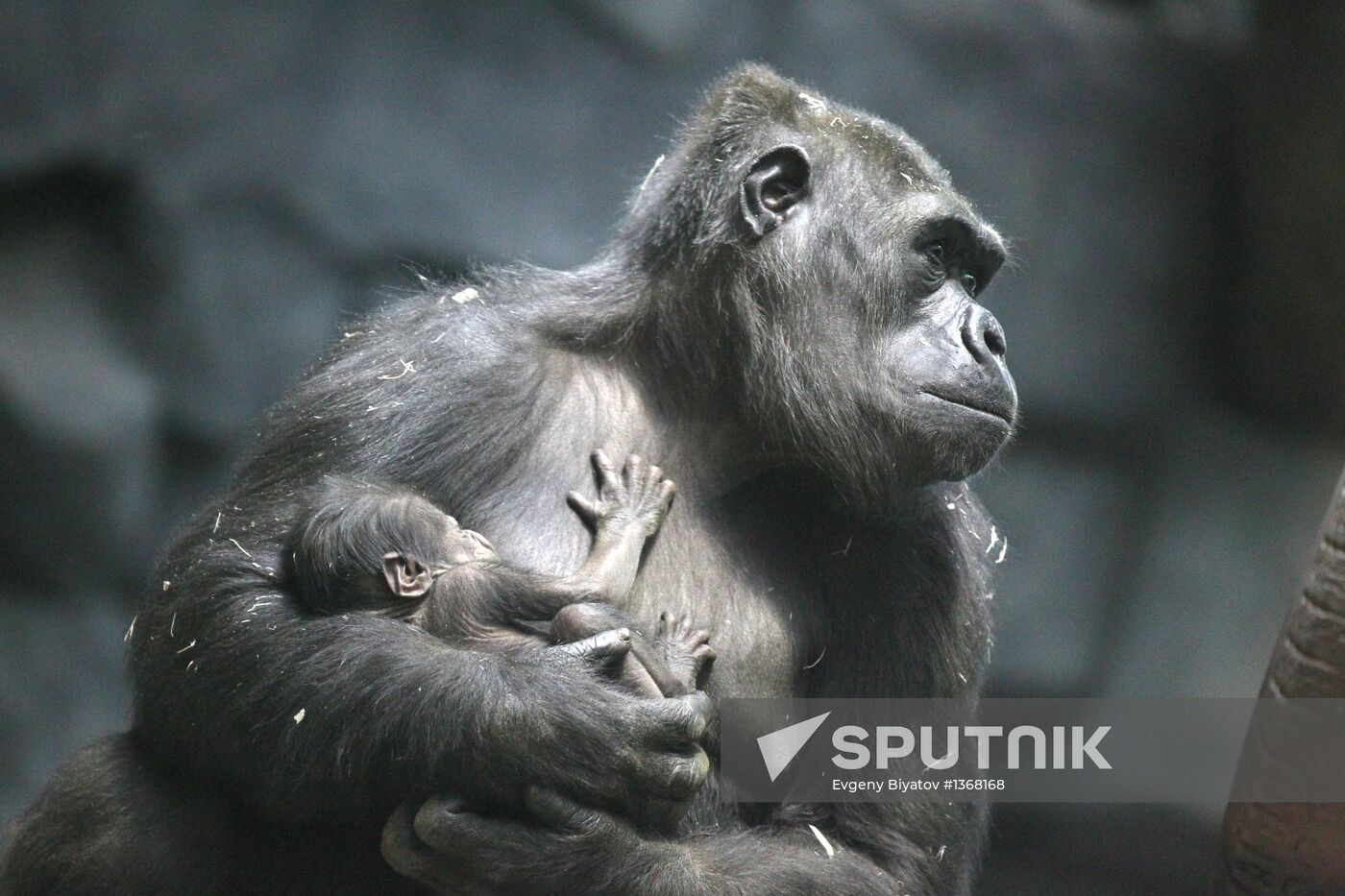 Newborn gorilla infant at Moscow Zoo