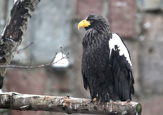Steller's sea eagle in Moscow Zoo