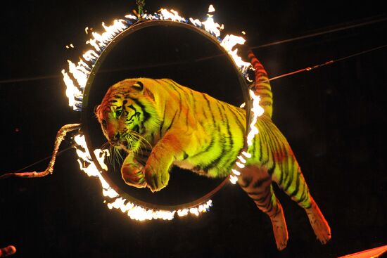 Shows at Sochi State Circus