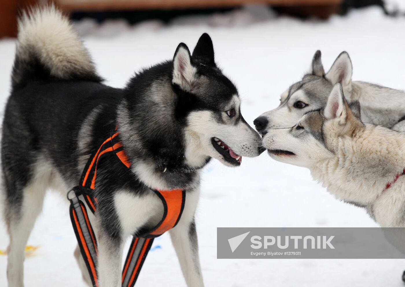 Dog sledding race in Moscow