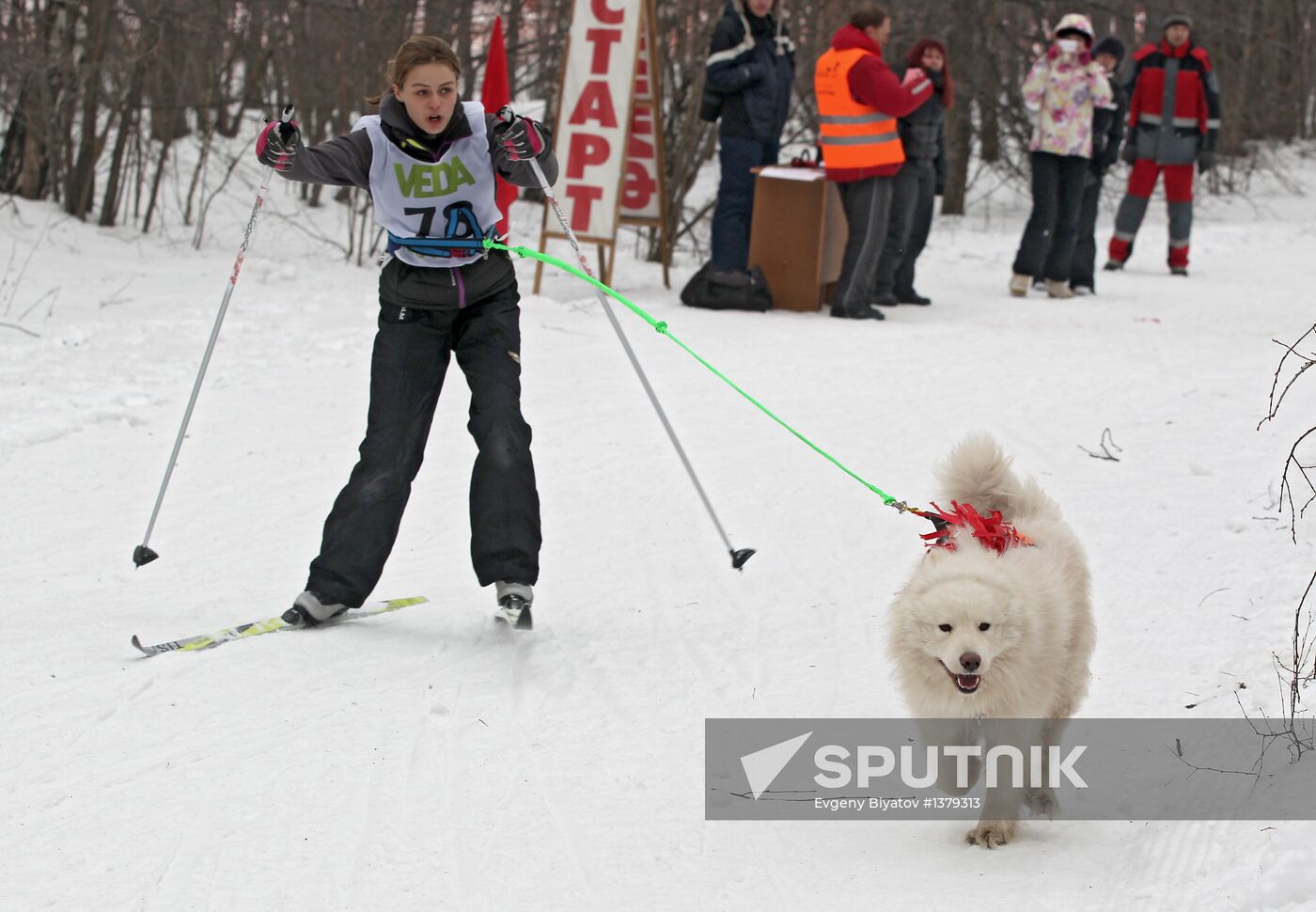 Dog sledding race in Moscow