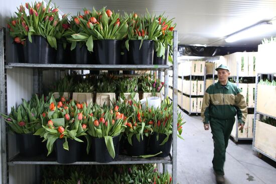 Growing tulips in Kaliningrad region