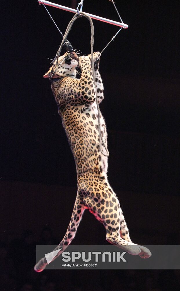 "XXI Century Soviet Circus" show in Vladivostok