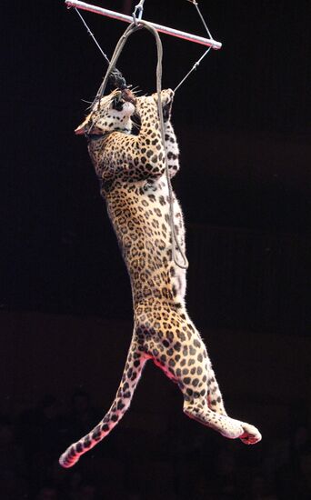 "XXI Century Soviet Circus" show in Vladivostok
