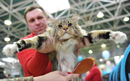 International cats show in Yekaterinburg