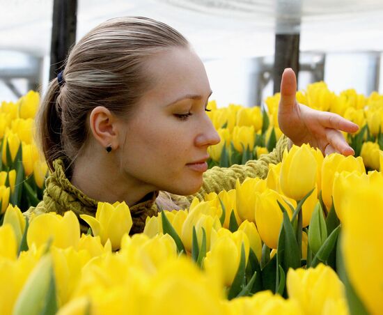Open day in tulip greenhouse in Vladivostok