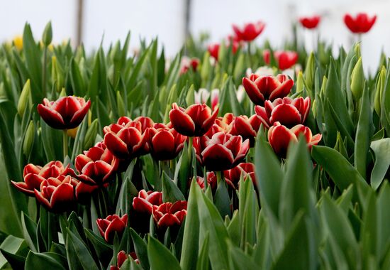 Open day in tulip greenhouse in Vladivostok
