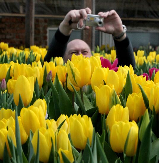 Open day in tulip greenhouse in Vladivostok