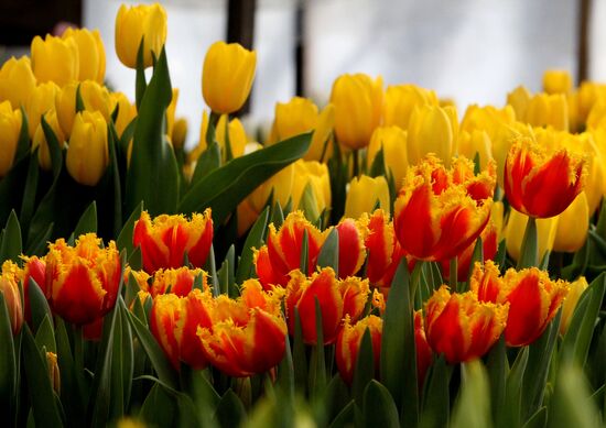 Open day in tulip greenhouse in Vladivostok