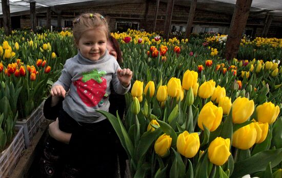Open day in tulip greenhouse in Vladivostok