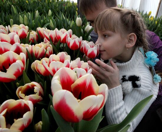 Open day in tulip greenhouse in Vladivostok